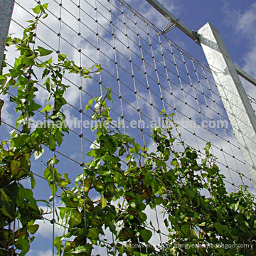 Escalada de muro verde e muro de escalada